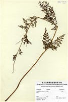 藏品(烏蕨)的圖片